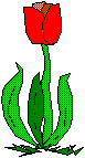 Growing Red Tulip